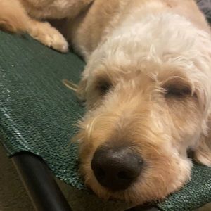 Meet your Posher, Ari